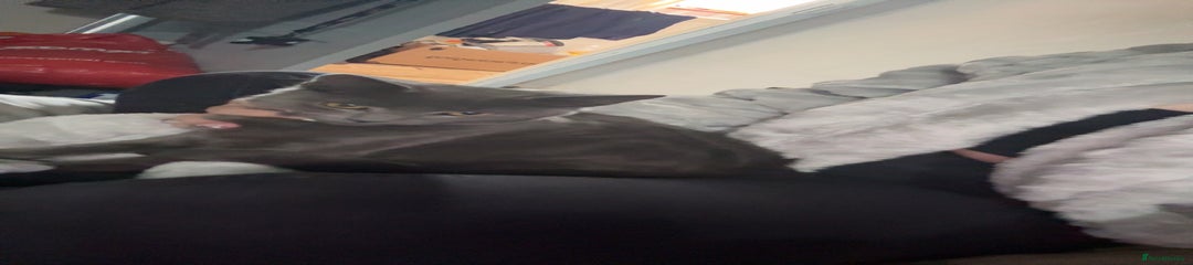 Mixed Breed Kitten 1