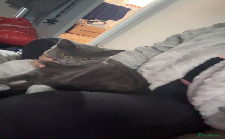 Mixed Breed cats - Advert 9