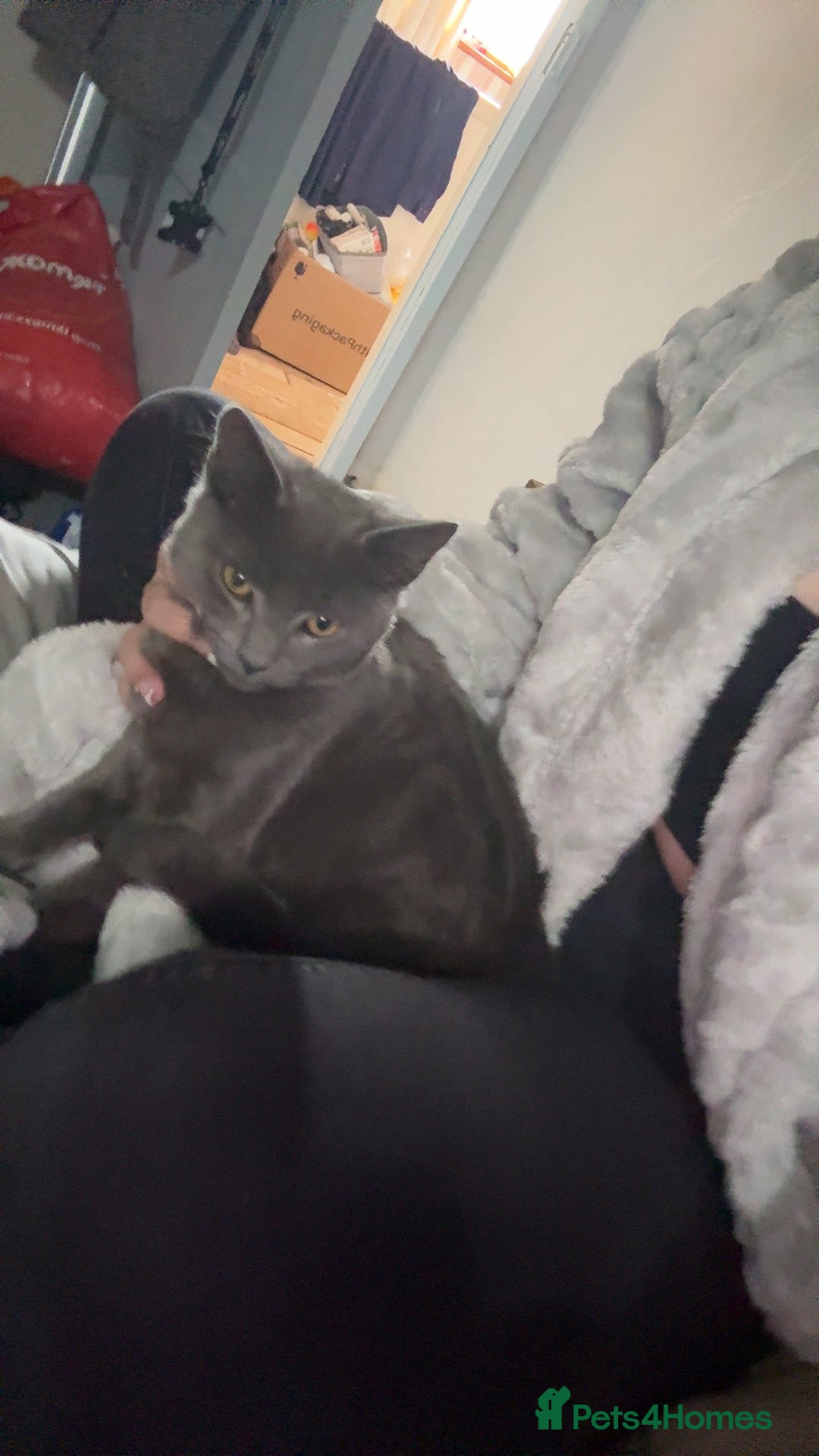 Mixed Breed cats for sale: Two cats - Image 1