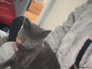 Mixed Breed cats - Advert 1