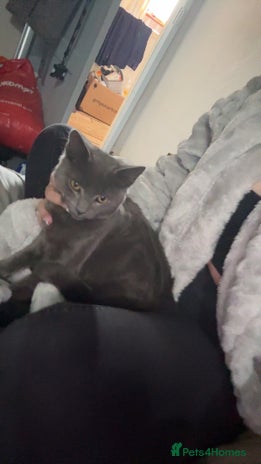 Mixed Breed cats - Advert 9