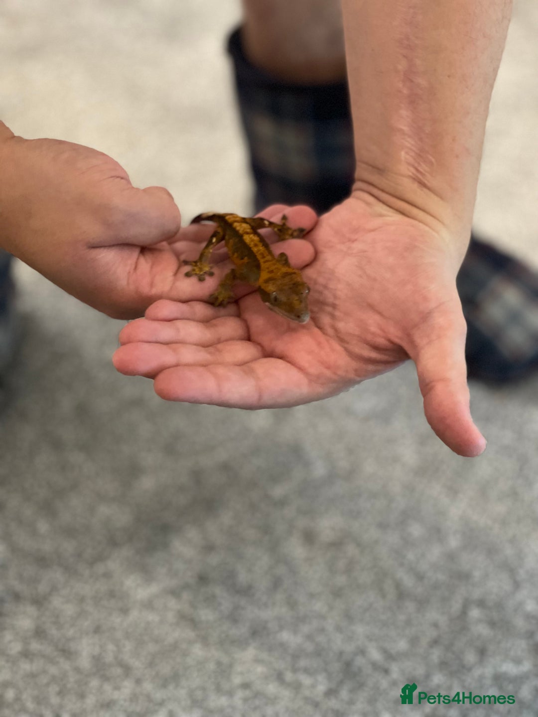 Gecko reptiles for sale: Crested Gecko - Advert 11