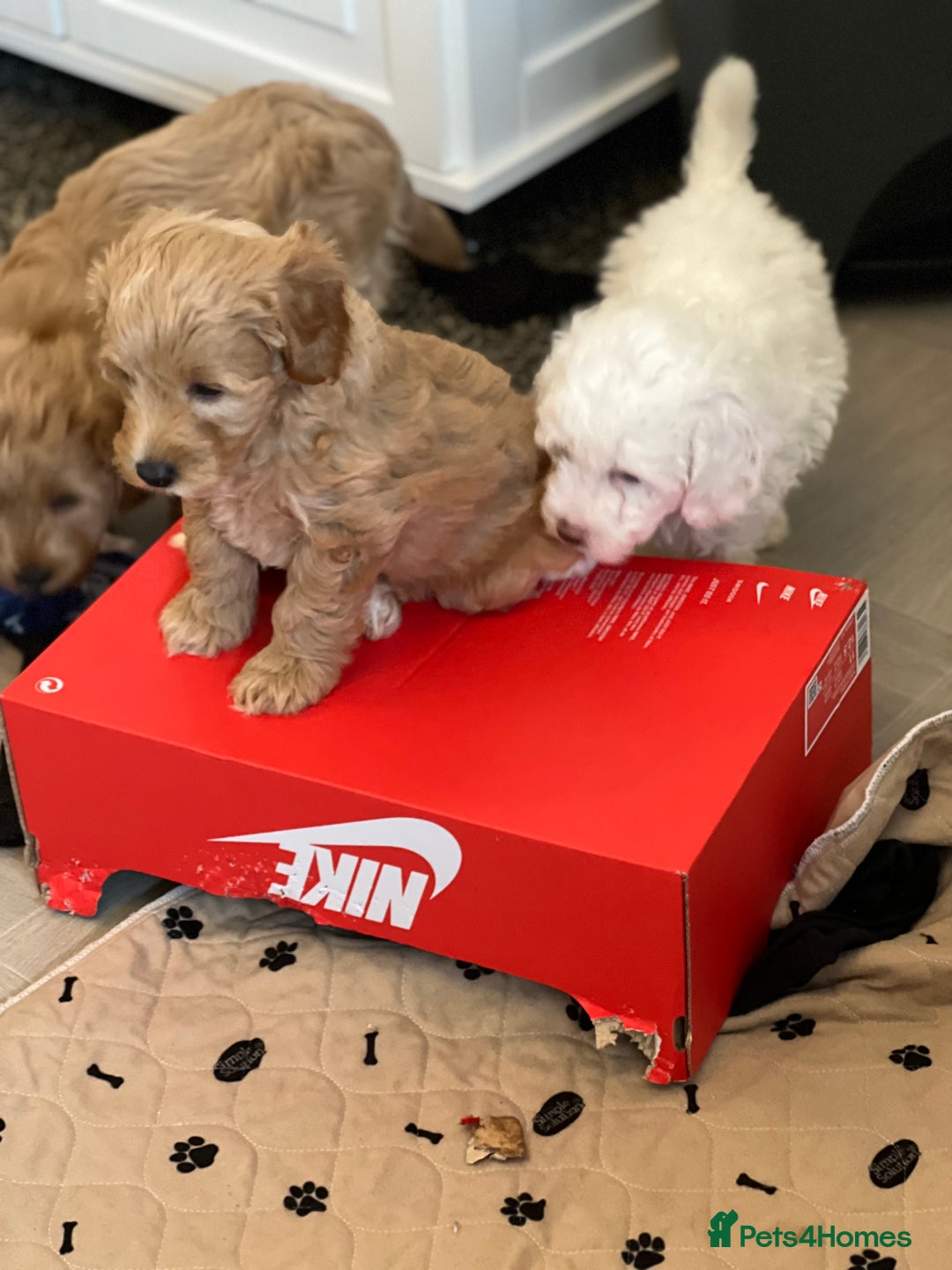 Cavapoo dogs for sale: LAST GIRL LOOKING FOR A FOREVER HOME 🏠  - Image 2