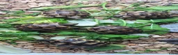 Tortoise reptiles for sale: Baby Tortoises  - Advert 9