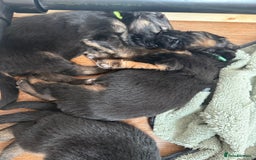 German Shepherd dogs for sale: Only 1 boy left Kc German Shepherd Puppies in Canvey Island - Image 16