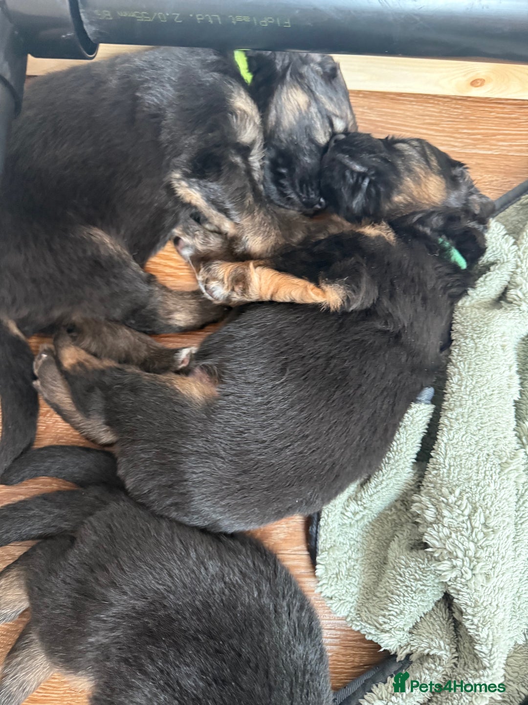 German Shepherd dogs for sale: Only 1 boy left Kc German Shepherd Puppies in Canvey Island - Image 16
