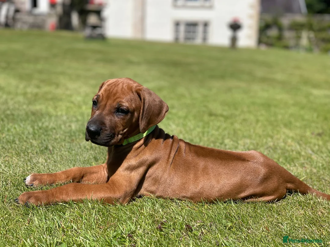 Rhodesian Ridgeback dogs for sale: Stunning Rhodesian Ridgeback Dog Puppy  - Advert 4