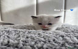 Ragdoll cats for sale: Five Beautiful Pure Breed Ragdoll Kittens🤍 - Image 23