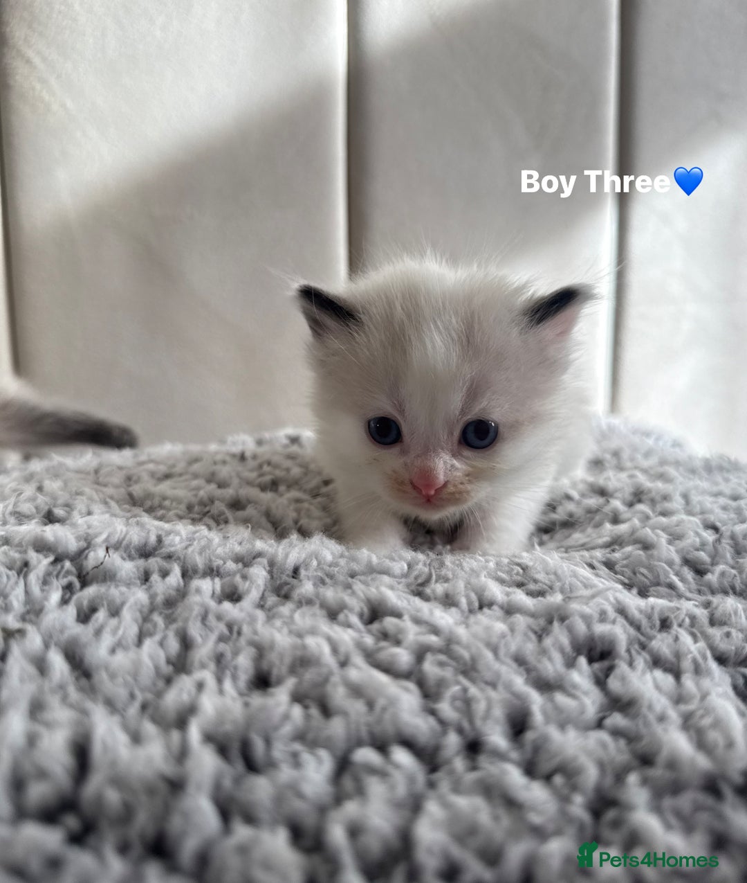 Ragdoll cats for sale: Five Beautiful Pure Breed Ragdoll Kittens🤍 - Image 23