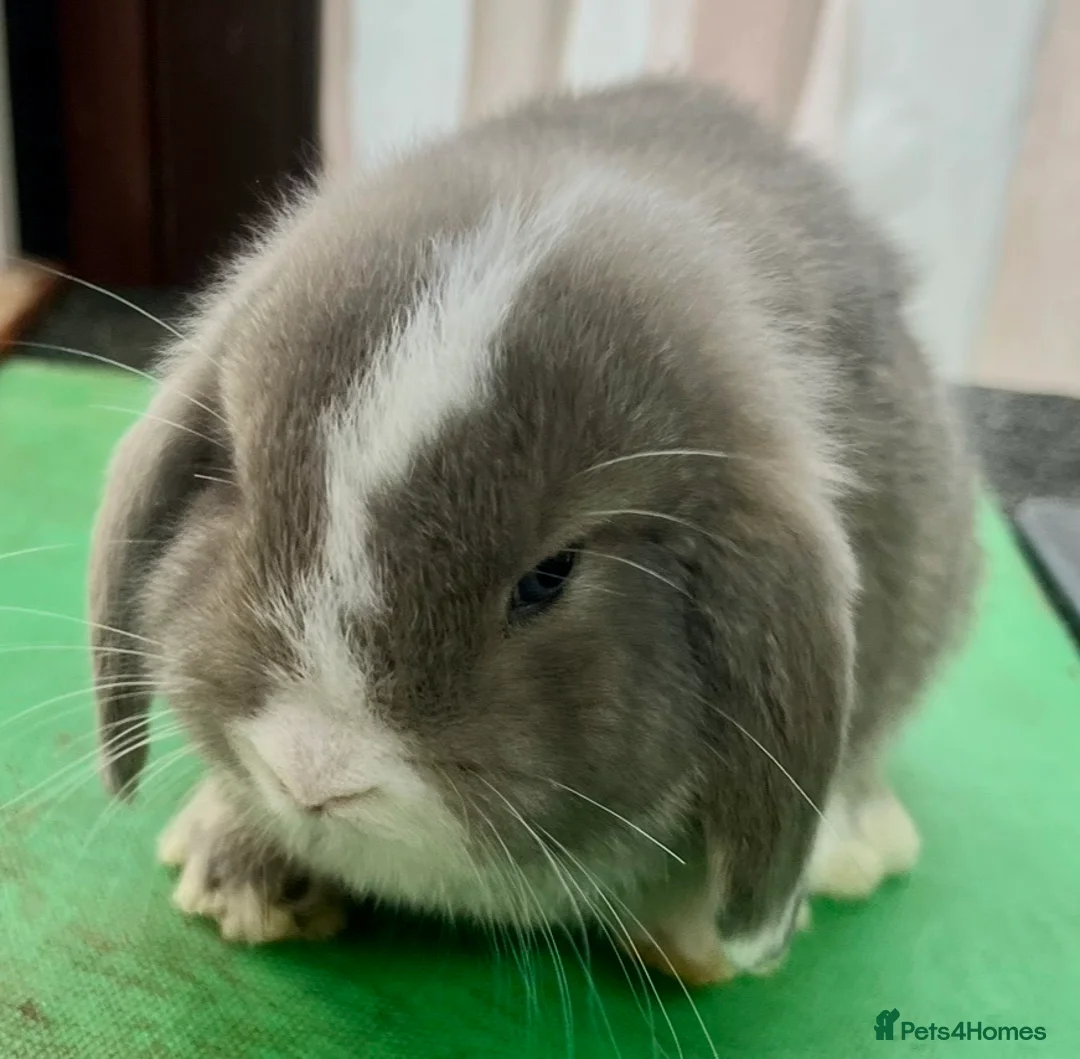 Mini Lop rabbits for sale: Beautiful coloured Mini Lops - Advert 29