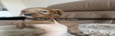 Cocker Spaniel 4