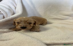 Cockapoo dogs for sale: Stunning cockapoo puppies  - Image 10