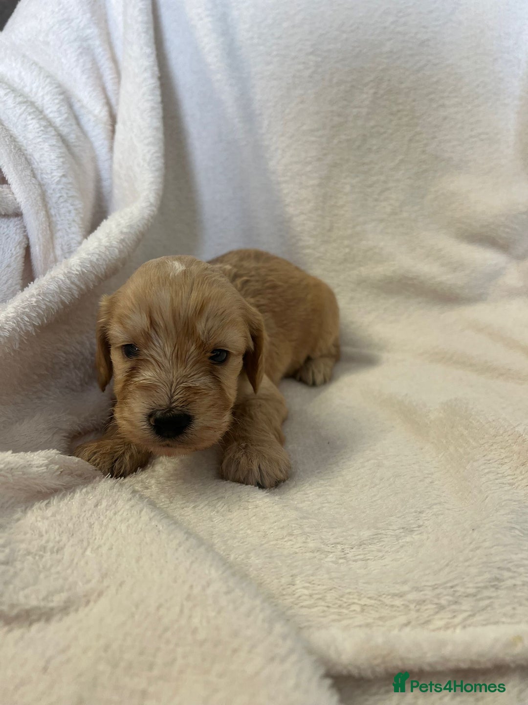 Cockapoo dogs for sale: Stunning cockapoo puppies  - Image 10