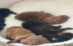 Pomeranian dogs for sale: Pomeranian puppies - Image 3
