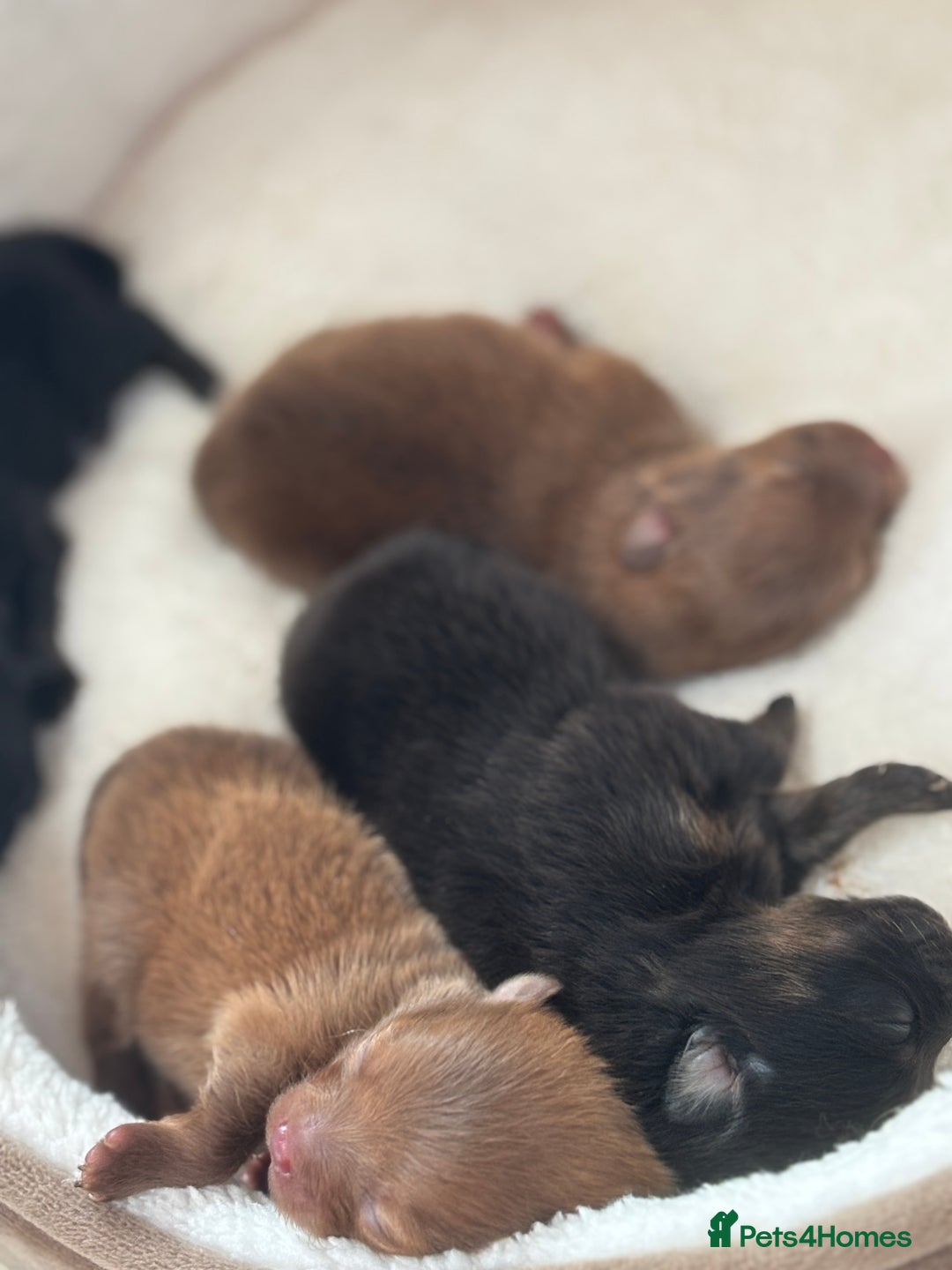 Pomeranian dogs for sale: Pomeranian puppies - Image 3