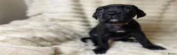 Cane Corso dogs for sale: Cane Corso Puppies  - Advert 14