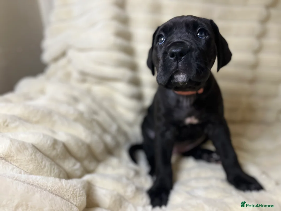 Cane Corso dogs for sale: Cane Corso Puppies  - Advert 14