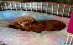 Toy Poodle dogs for sale: Black toy poodle male puppy excellent pedigree - Advert 4