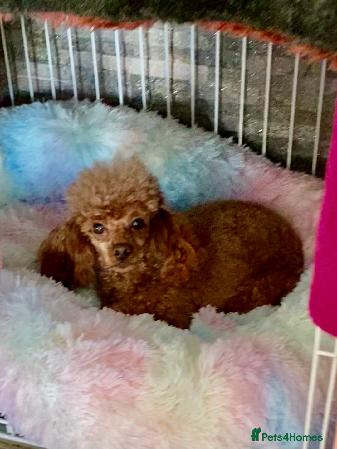 Toy Poodle dogs for sale: Black toy poodle male puppy excellent pedigree - Advert 4