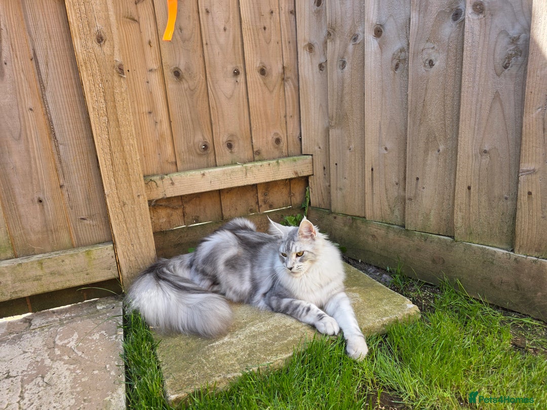 Maine Coon cats for sale: Affectionate & Handsome Purebred Maine Coon Boy  - Image 7