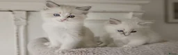 Ragdoll cats for sale: the Best Ragdoll kittens - Advert 19