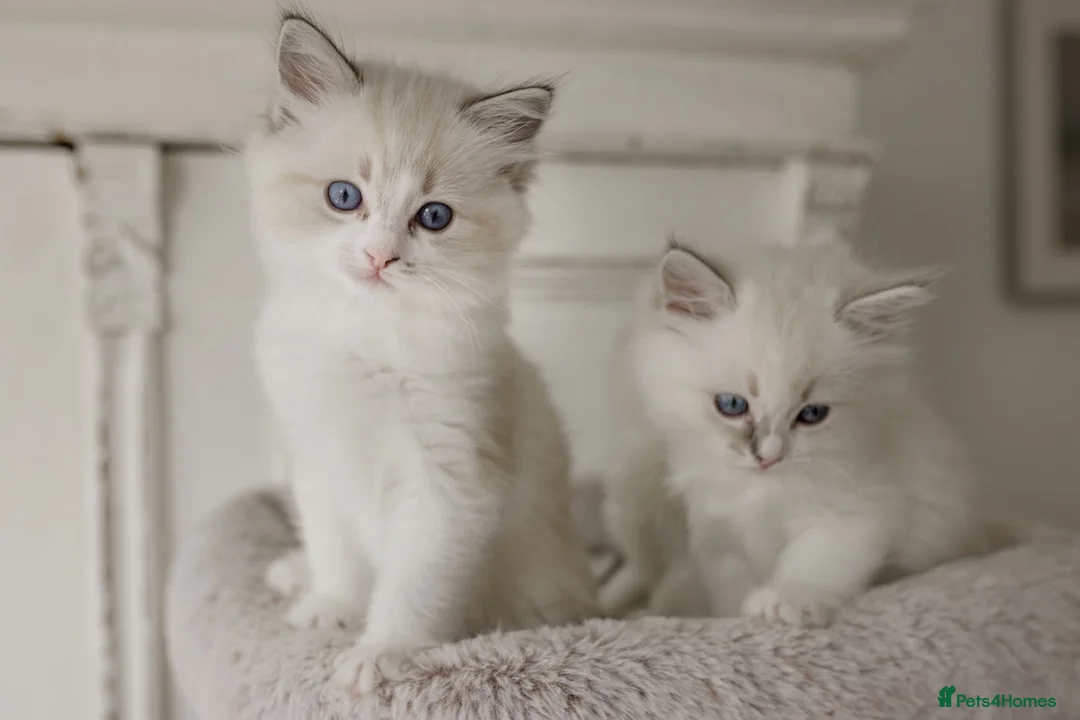 Ragdoll cats for sale: the Best Ragdoll kittens - Advert 19