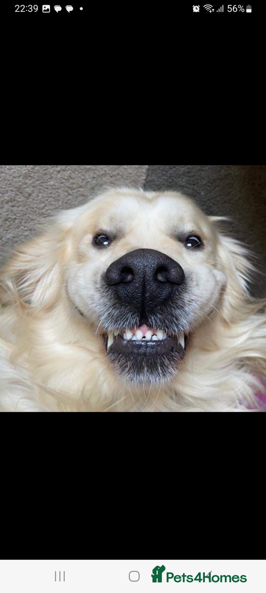 Golden Retriever dogs for stud: Stunning KC registered, Golden Retriever  in Sleaford - Advert 6