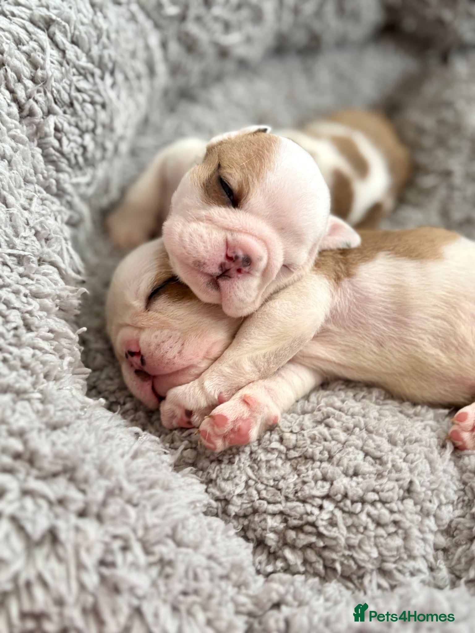 English Bulldog dogs 🐾 KC REG ENGLISH BULLDOG PUPPIES TRADITIONAL  🐾 - Advert 1