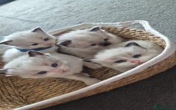 Ragdoll cats for sale: Ragdoll kittens  - Image 11