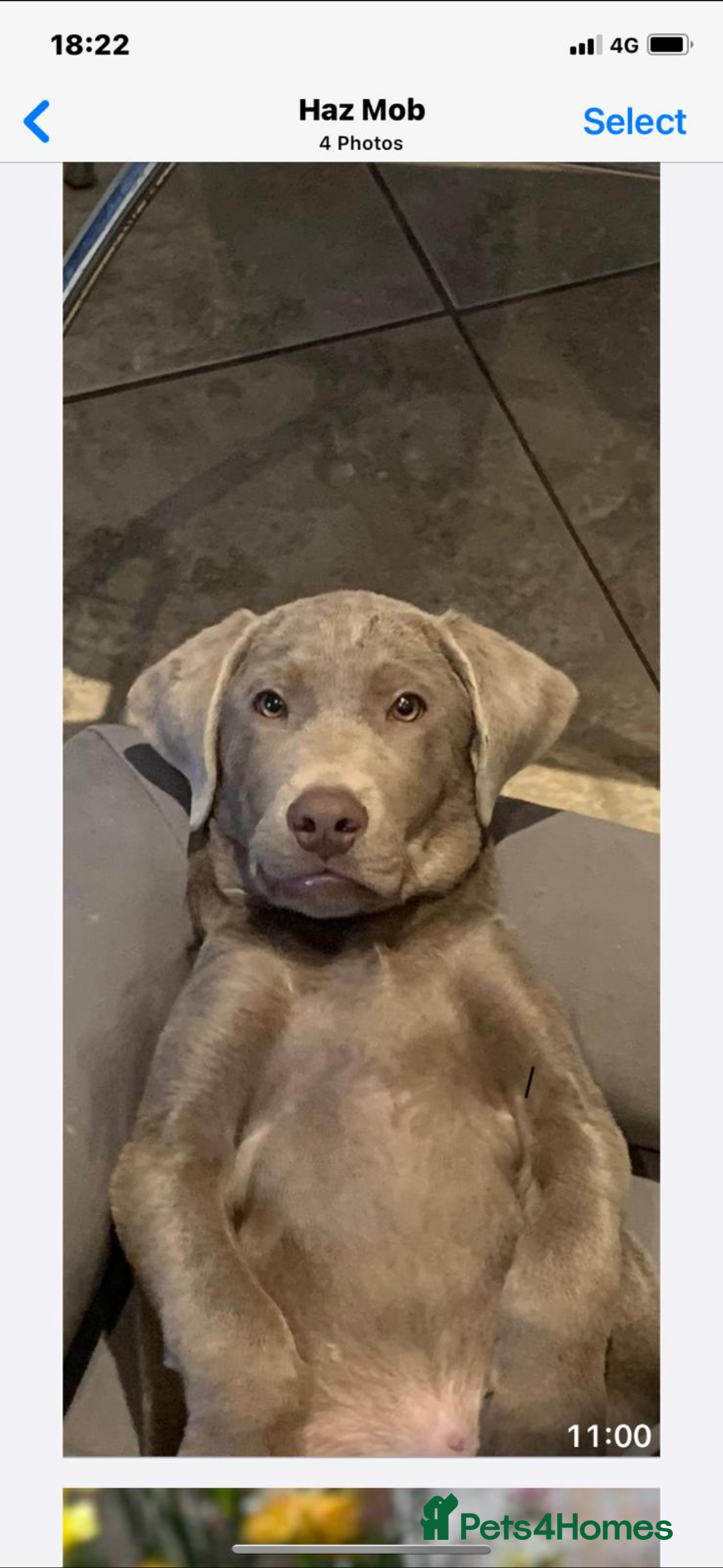 Labrador Retriever dogs for sale: STUNNING SILVER LABRADOR PUPS - Advert 5