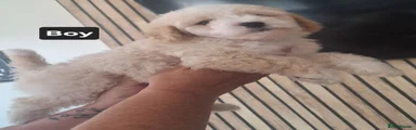 Maltipoo 2