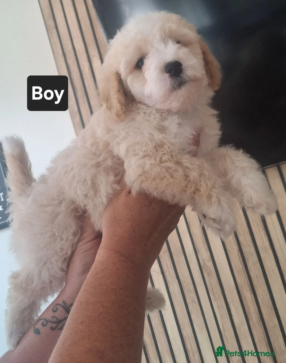 Maltipoo dogs for sale: Ready now Beautiful fluffy pups - Advert 6