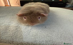 Guinea Pig rodents for sale: Lilac “Teddy” 1 year old guinea pig for sale :)  - Image 4