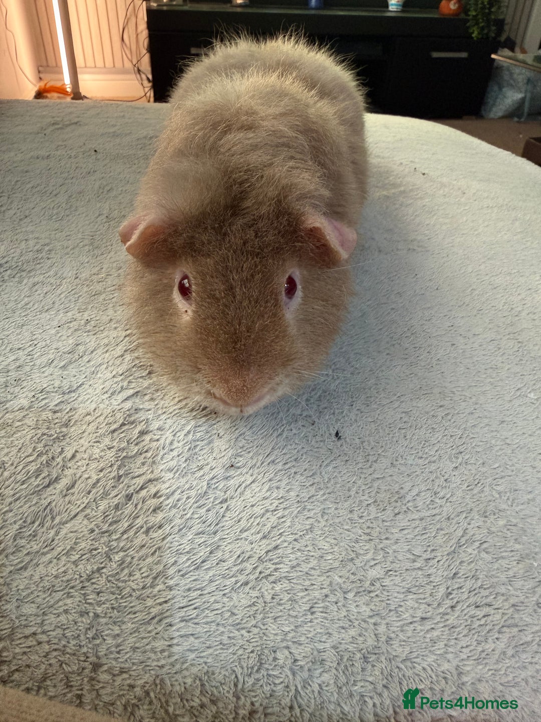Guinea Pig rodents for sale: Lilac “Teddy” 1 year old guinea pig for sale :)  - Image 4