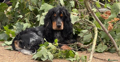 Cocker Spaniel dogs - Advert 1