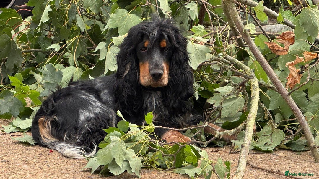 Cocker Spaniel dogs for sale: Beautiful, family cocker spaniels available - Image 2