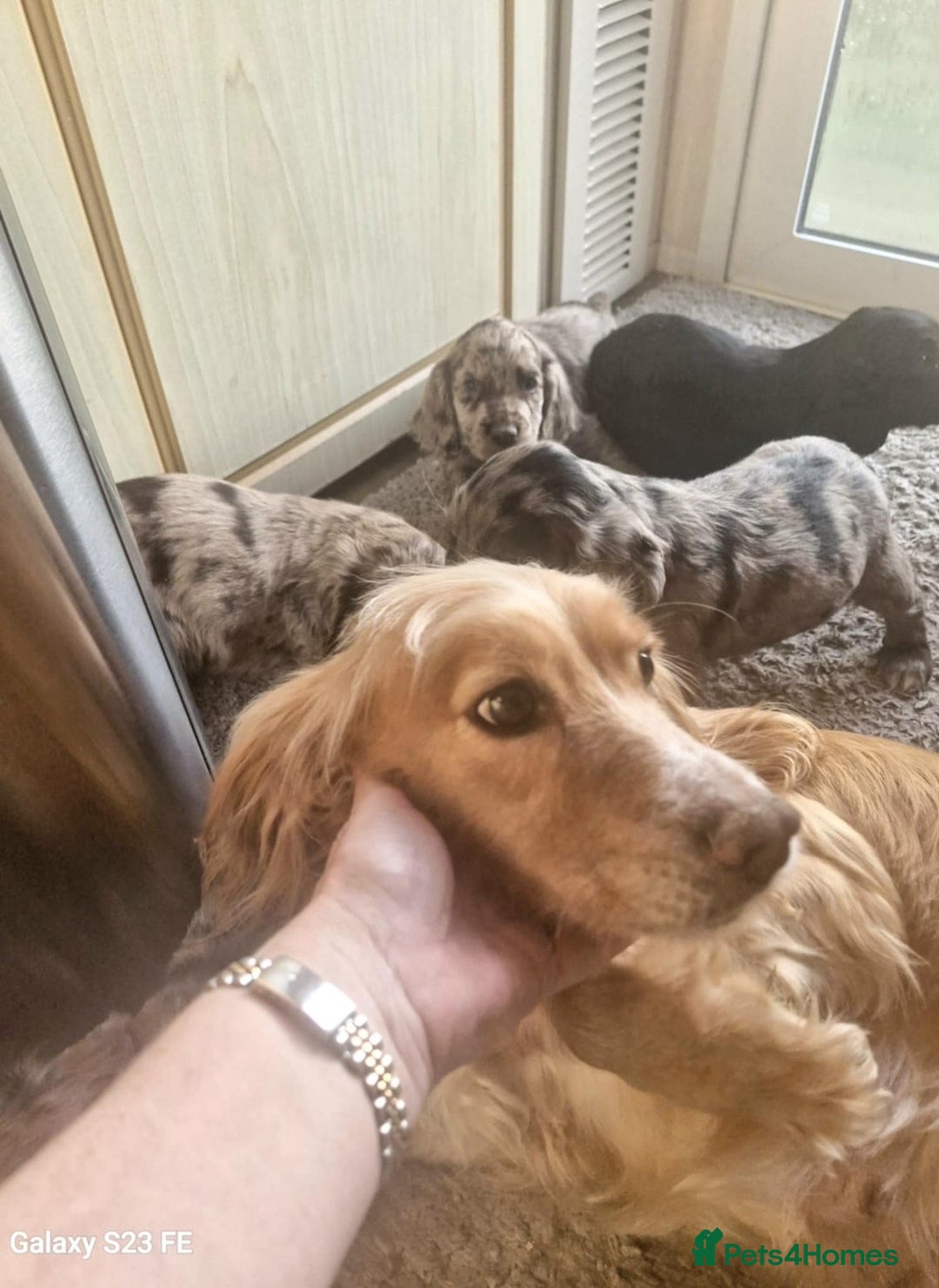 Cocker Spaniel dogs for sale: Beautiful Cocker Spaniel Puppies  - Image 7