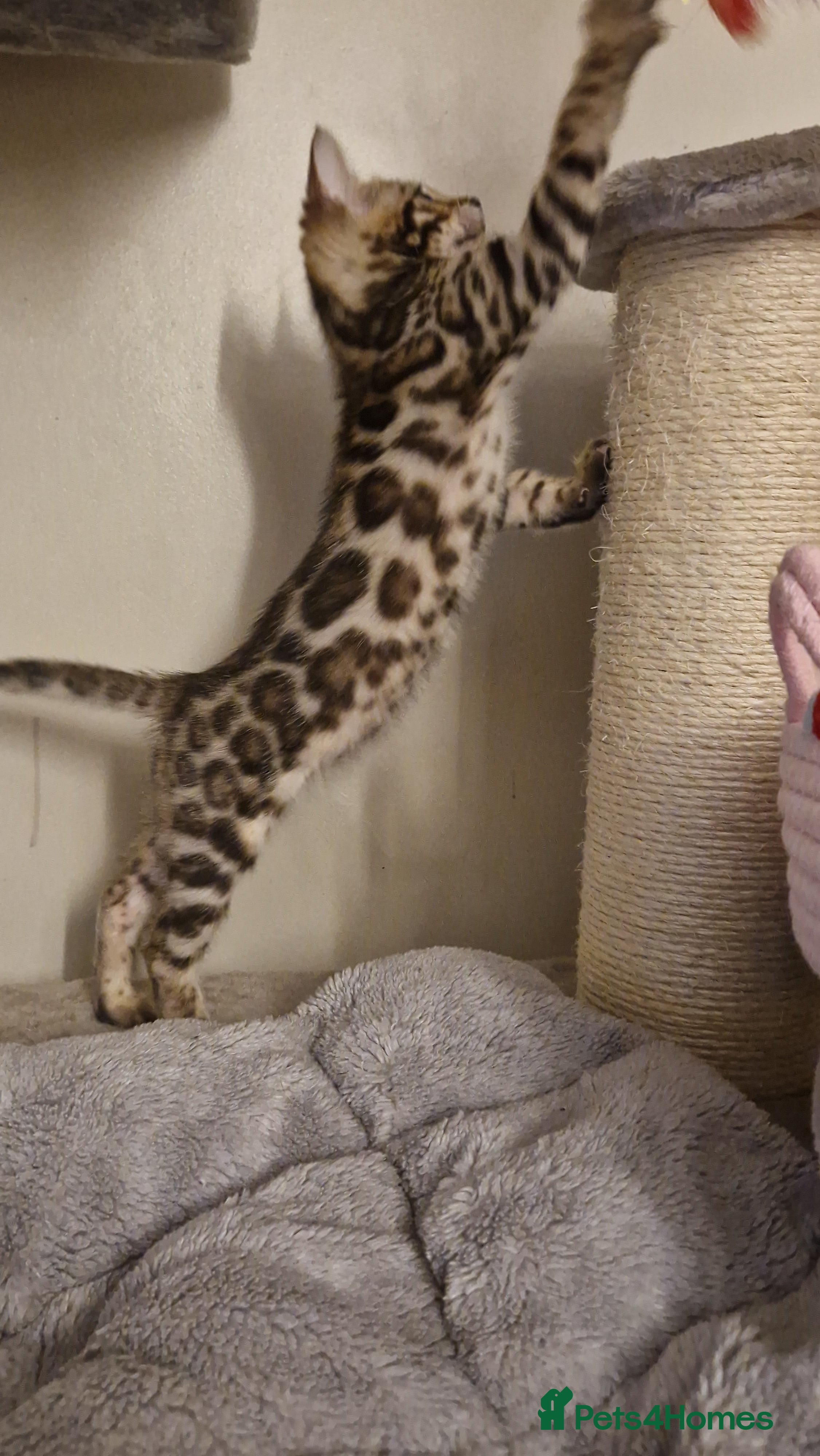 Bengal cats Beautiful kittens 🥰 - Advert 12