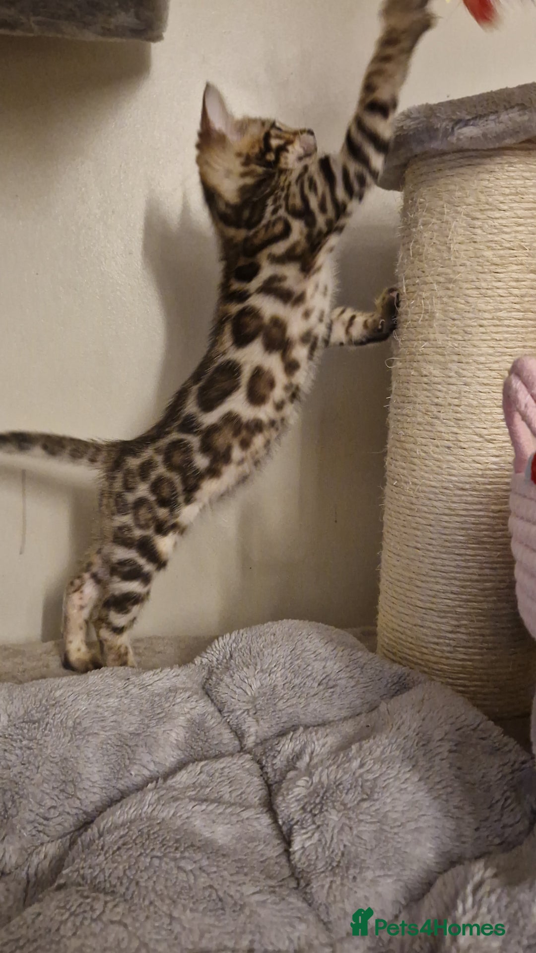 Bengal cats for sale: Beautiful kittens 🥰 - Advert 8