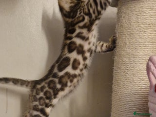 Bengal cats Beautiful kittens 🥰 - Advert 1