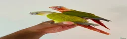 Conures birds for sale: Hand reared conures for sale  - Advert 10
