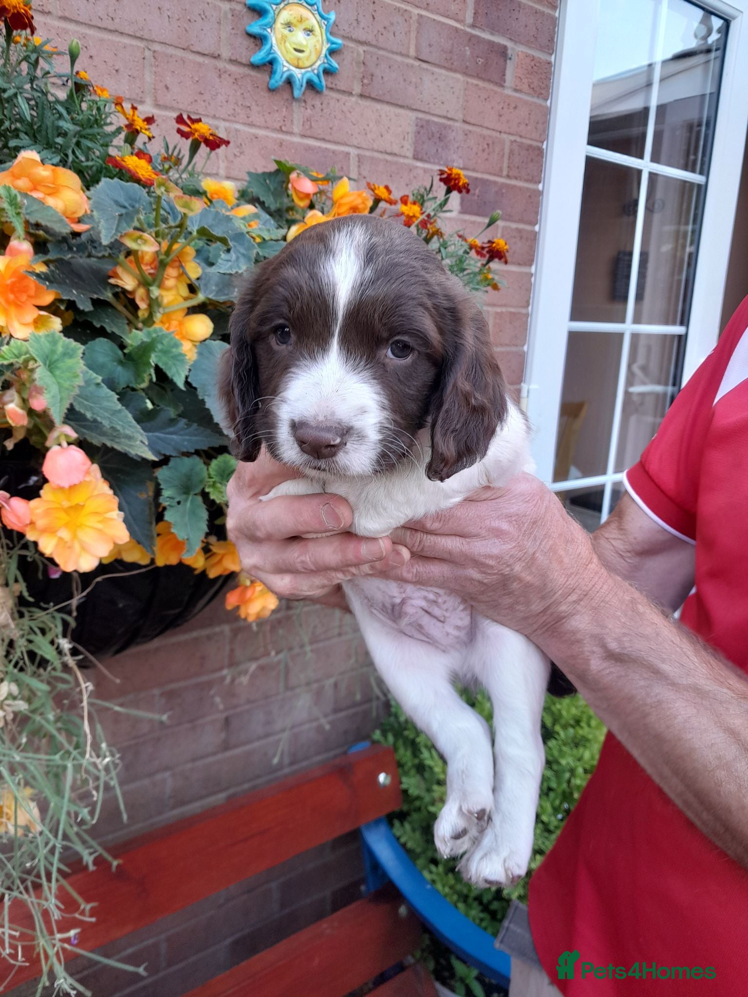 English Springer Spaniel dogs Springer Spaniel puppy  - Advert 7