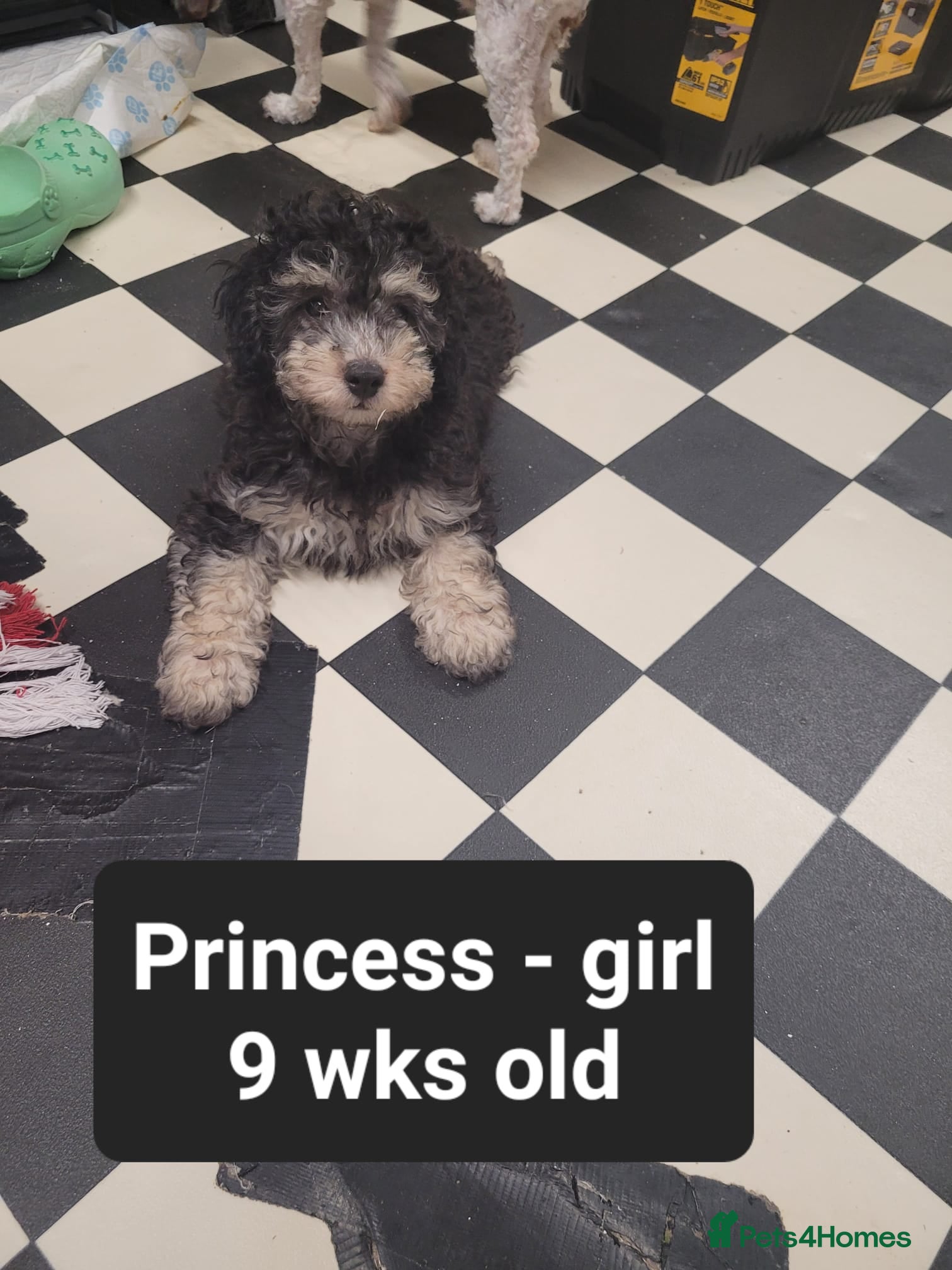 Toy Poodle dogs Asian toy poodles  - Advert 5