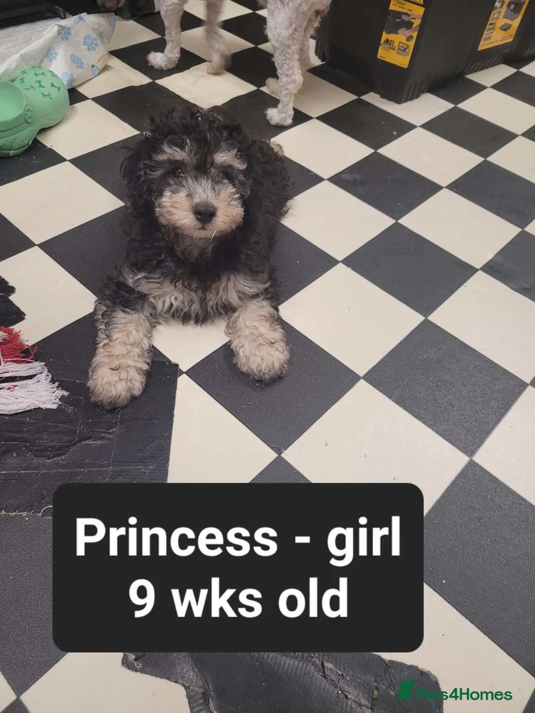Toy Poodle dogs for sale: Asian toy poodles  - Advert 2