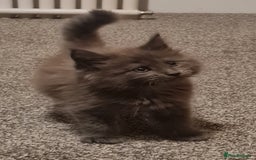 Maine Coon cats for sale: Stunning Mainecoon boys available  - Image 5