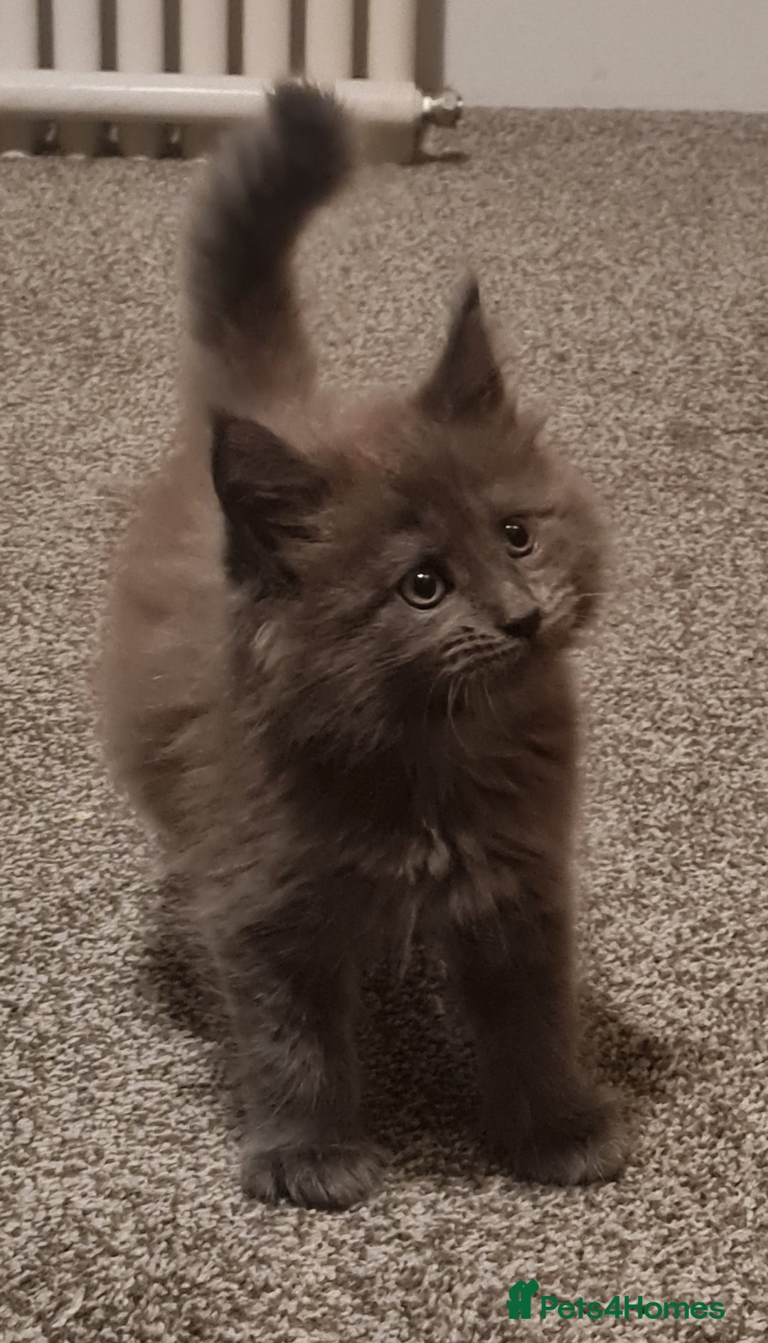 Maine Coon cats for sale: Stunning Mainecoon boys available  - Image 5