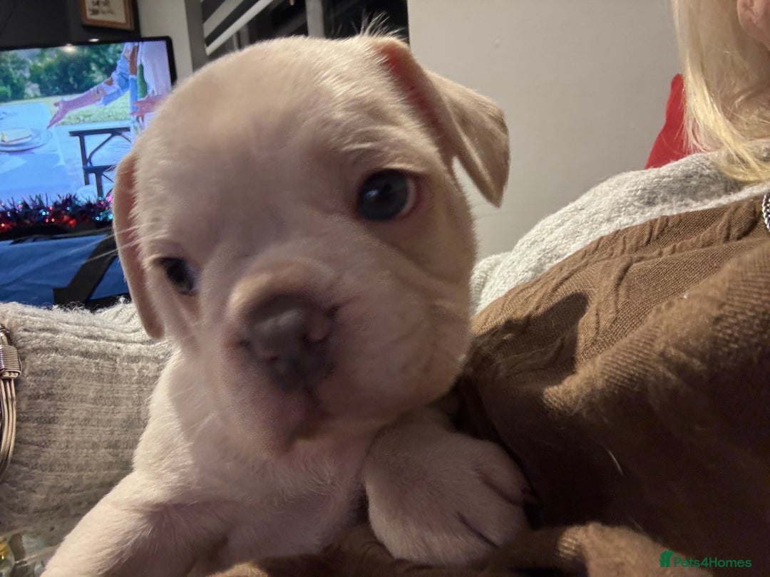 Frug dogs for sale: Frug cross Pug baby boy  - Advert 1