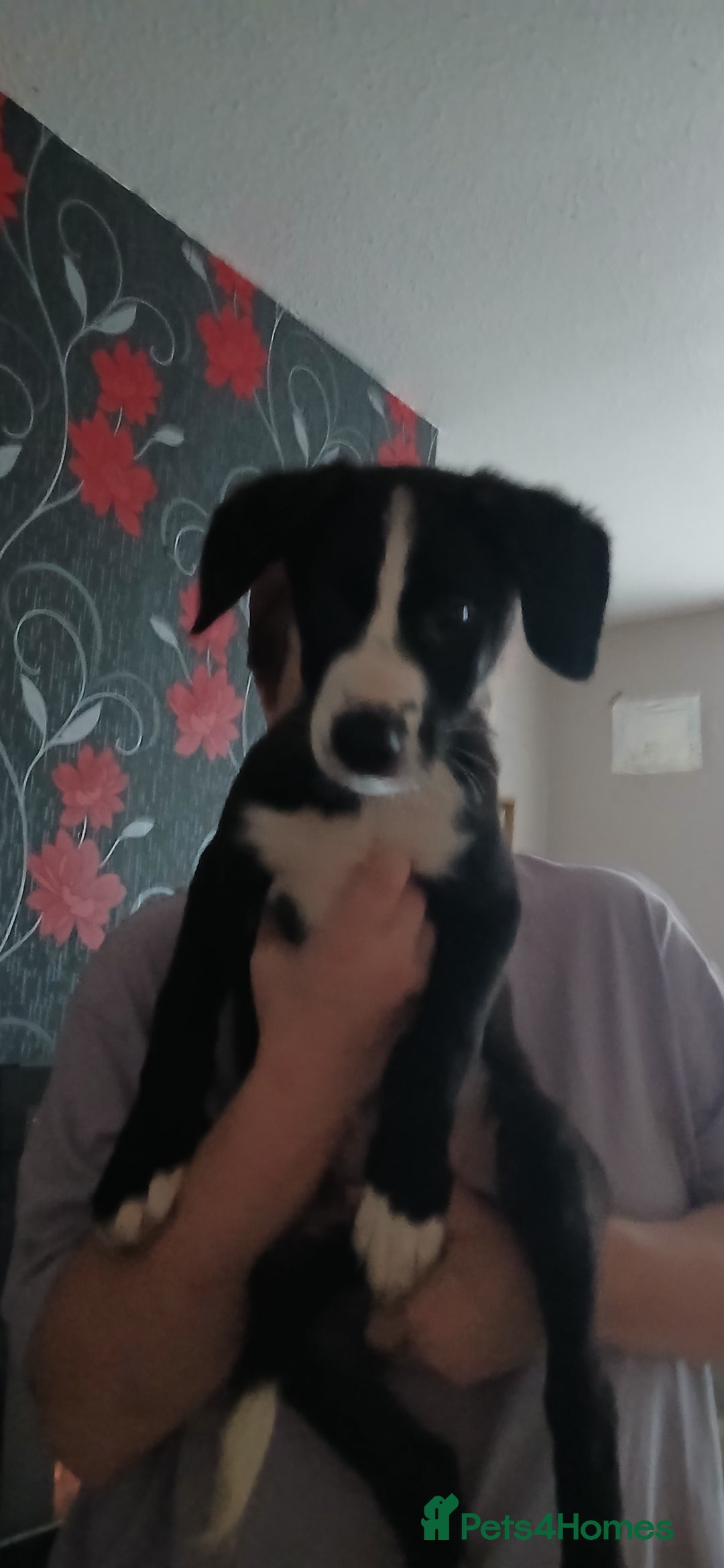 Mixed Breed dogs for sale: patterdale collie x  - Image 4