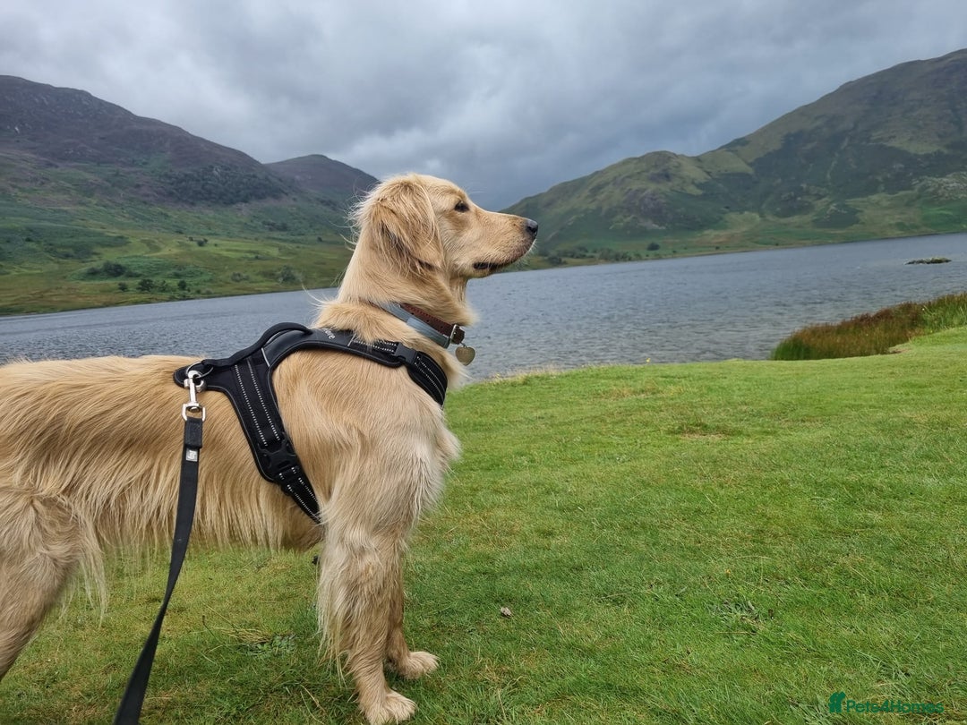 Golden Retriever dogs for sale: Golden Retriever Puppies for Sale - Advert 3