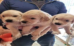 Golden Retriever dogs for sale: Golden retriever puppies  - Image 1
